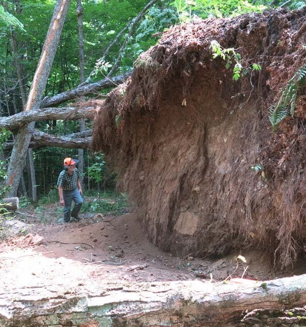 A hiker checks an uprooted tree