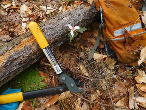 Loppers and a pack - tools of the trade